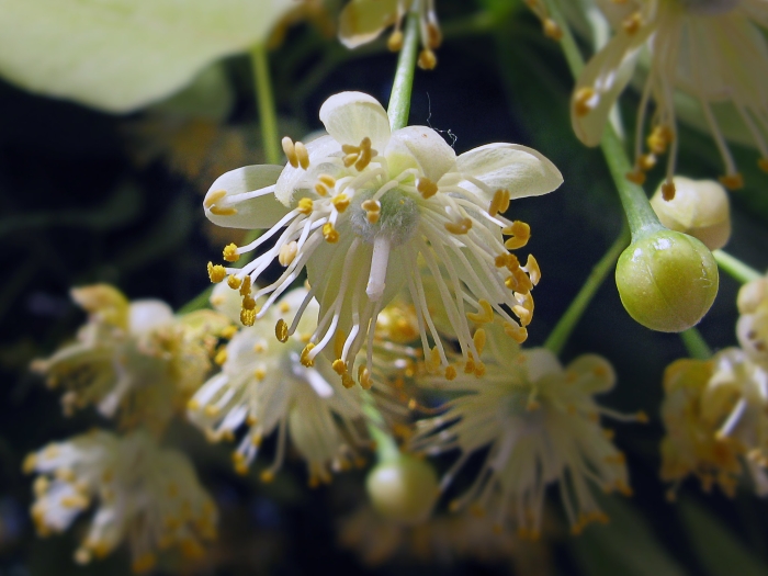 Tilia platyphyllos image