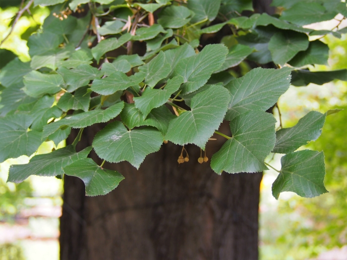 Tilia tomentosa image