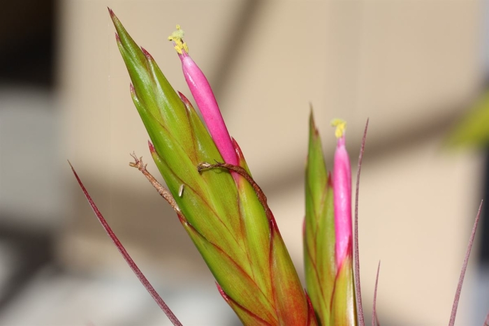 Tillandsia concolor image