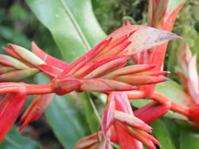 Tillandsia cyanea image