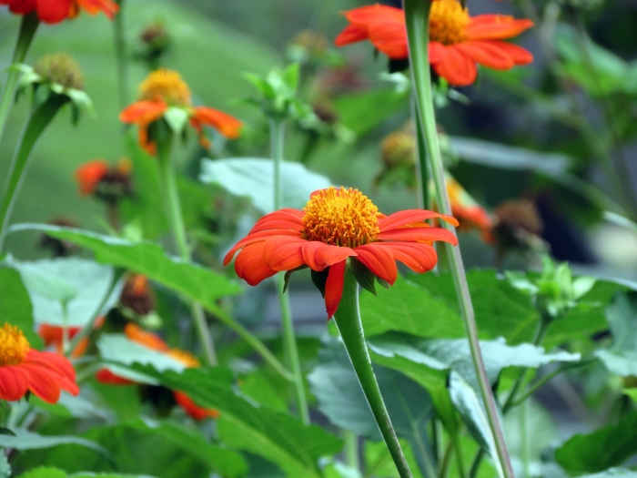 Tithonia rotundifolia image