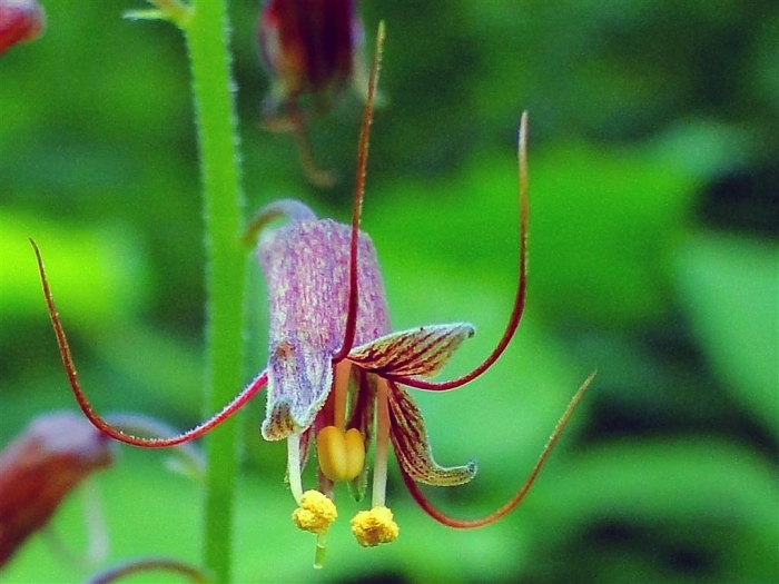 Tolmiea menziesii image
