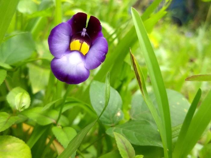 Torenia fournieri image