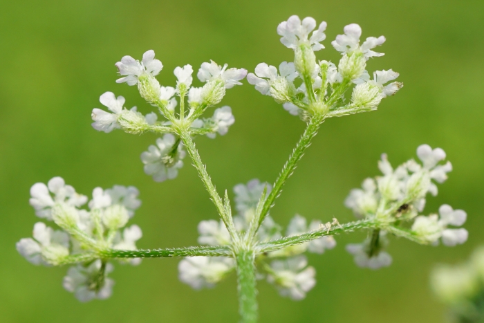 Torilis japonica image
