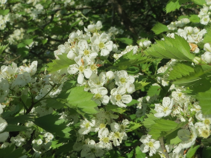 Sorbus torminalis image