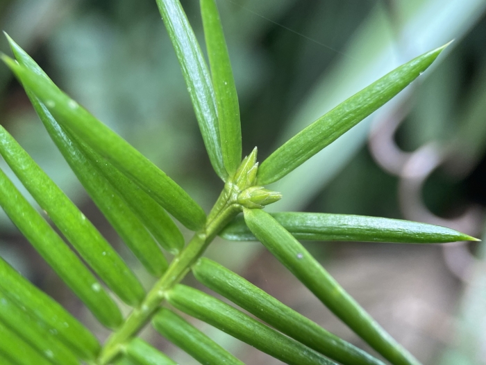 Torreya taxifolia image