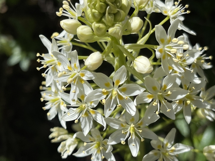 Toxicoscordion fremontii image