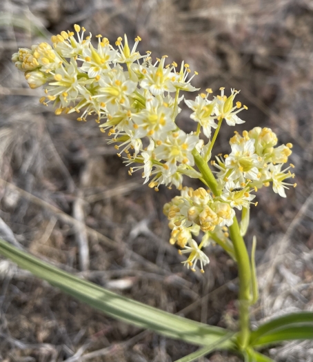 Toxicoscordion paniculatum image