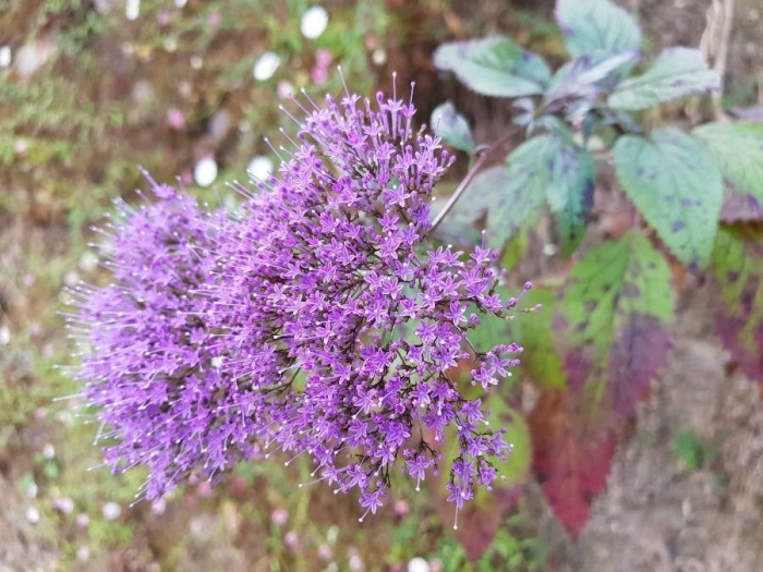 Trachelium caeruleum image