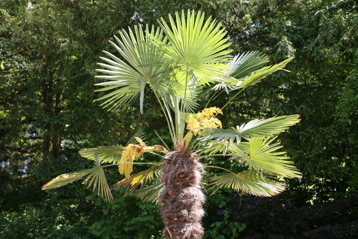 Trachycarpus fortunei image