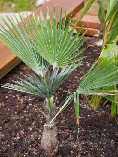 Trachycarpus princeps image