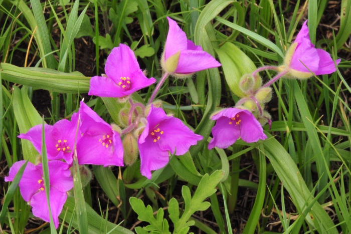 Tradescantia bracteata image