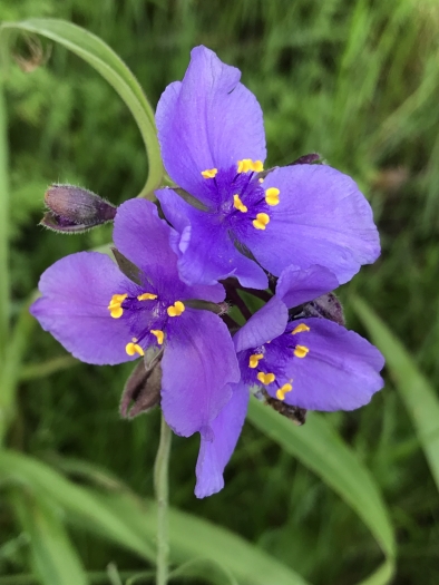 Tradescantia gigantea image