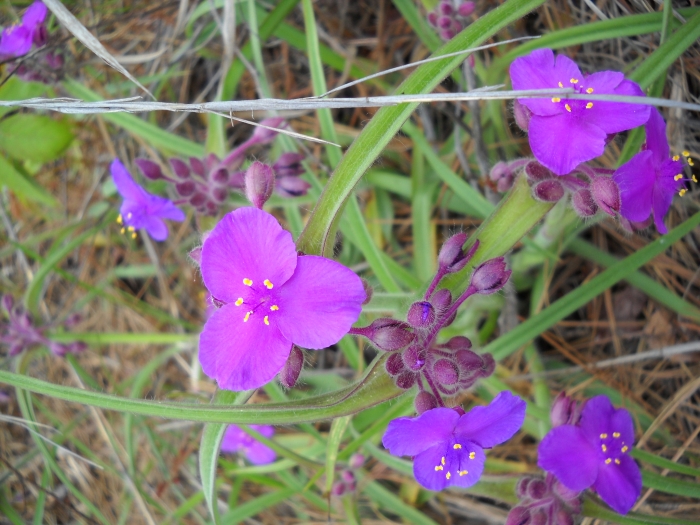 Tradescantia hirsuticaulis image
