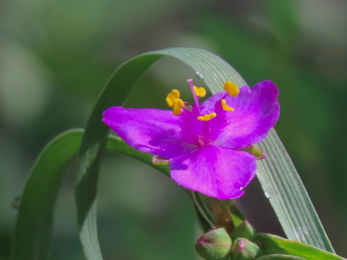Tradescantia occidentalis image