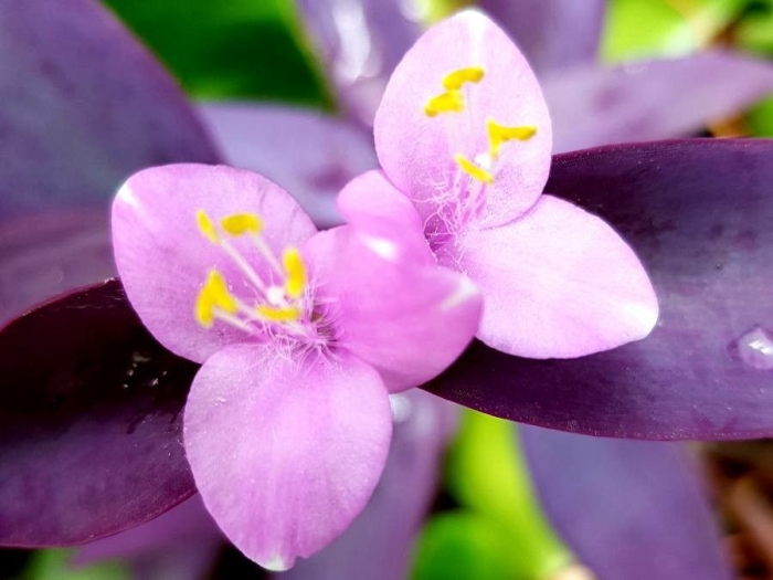 Tradescantia pallida image
