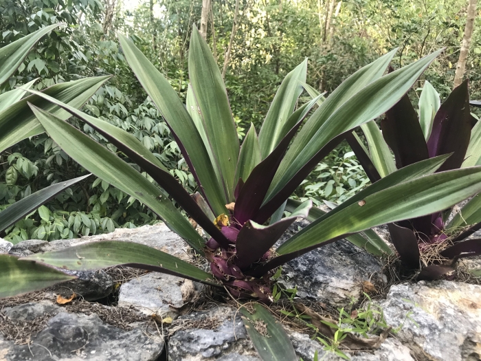 Tradescantia spathacea image