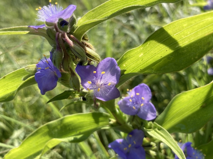 Tradescantia subaspera image