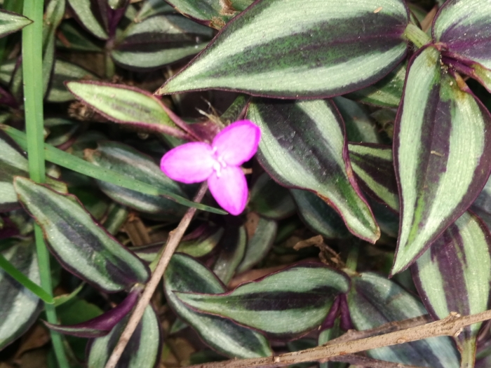 Tradescantia zebrina image