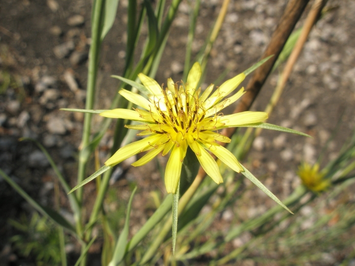 Tragopogon dubius image