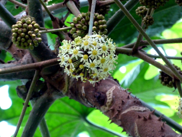 Trevesia palmata image