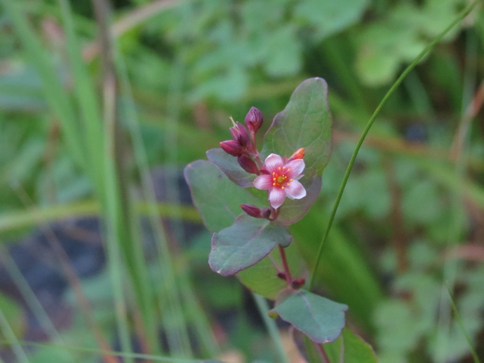 Triadenum fraseri image