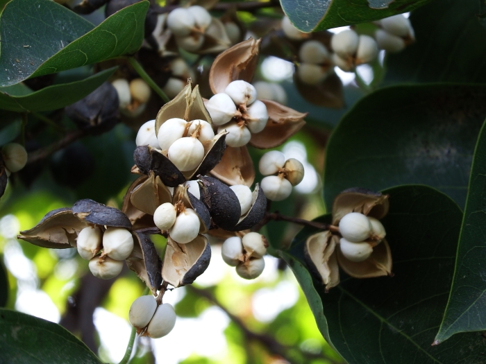 Triadica sebifera image