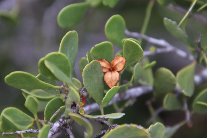 Tricerma phyllanthoides image
