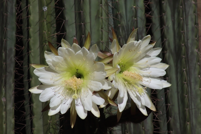 Trichocereus macrogonus image
