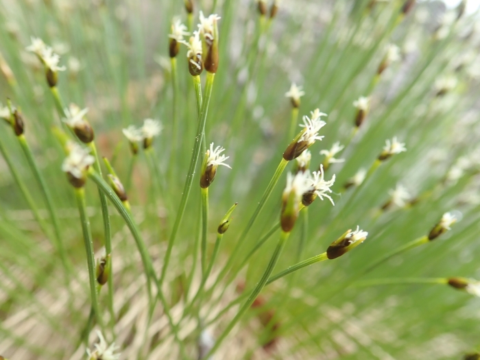 Trichophorum cespitosum image