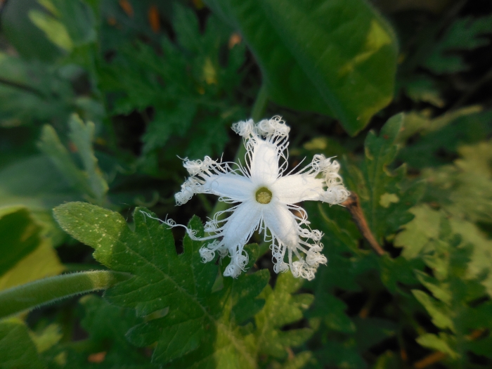 Trichosanthes cucumerina image