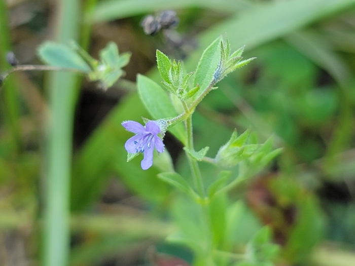 Trichostema brachiatum image