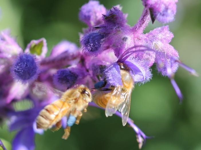 Trichostema lanatum image