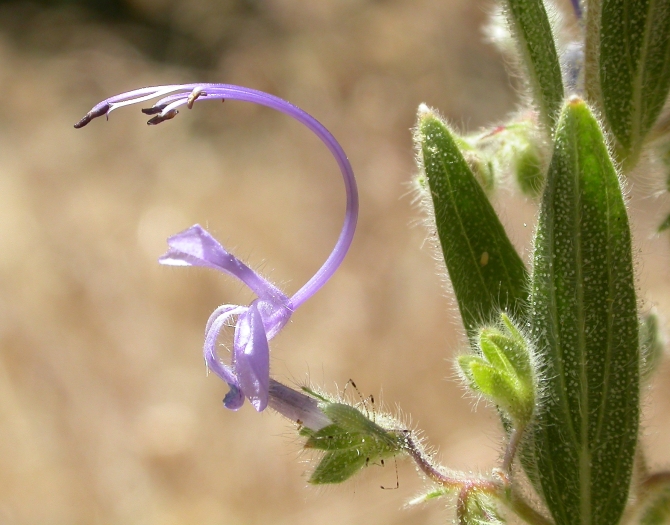 Trichostema lanceolatum image