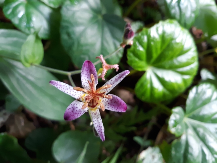 Tricyrtis formosana image