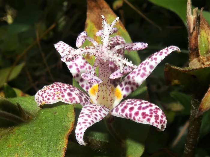 Tricyrtis hirta image