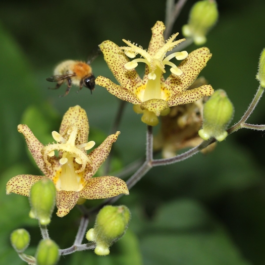 Tricyrtis latifolia image