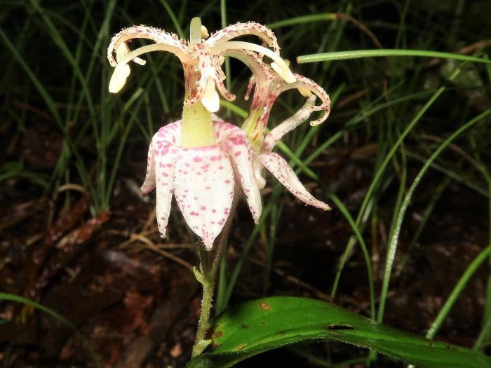 Tricyrtis macropoda image
