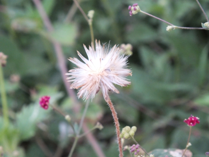 Tridax procumbens image