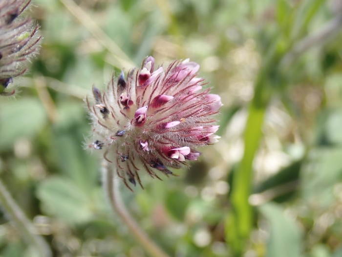 Trifolium albopurpureum image