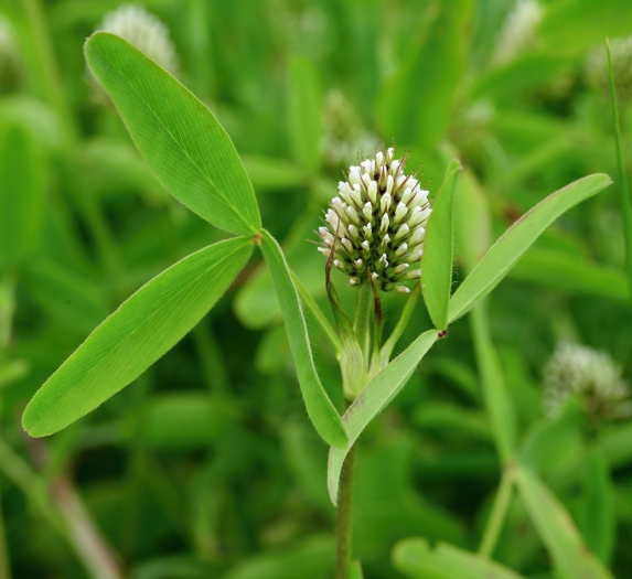Trifolium alexandrinum image