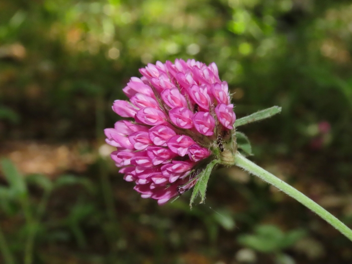 Trifolium alpestre image