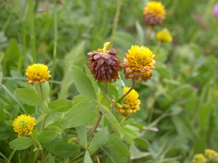 Trifolium badium image