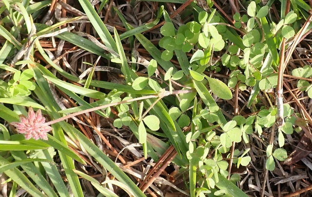 Trifolium carolinianum image