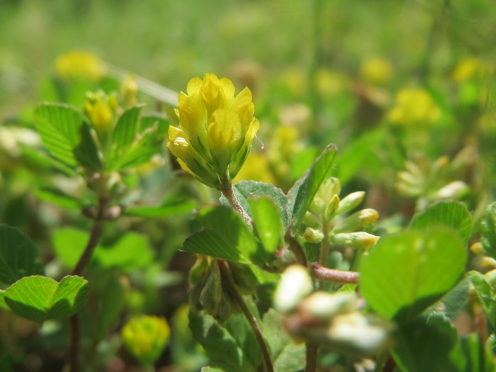 Trifolium dubium image