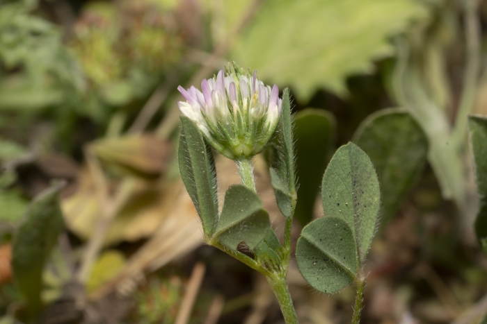 Trifolium echinatum image
