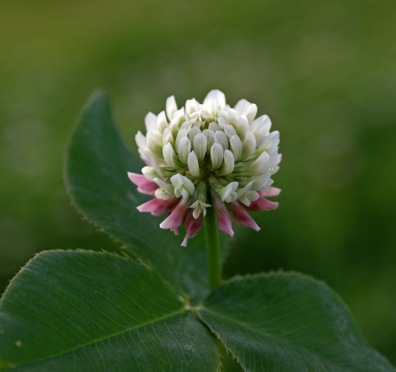Trifolium fragiferum image