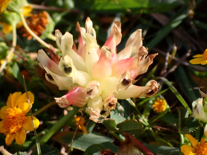 Trifolium fucatum image