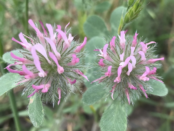 Trifolium hirtum image