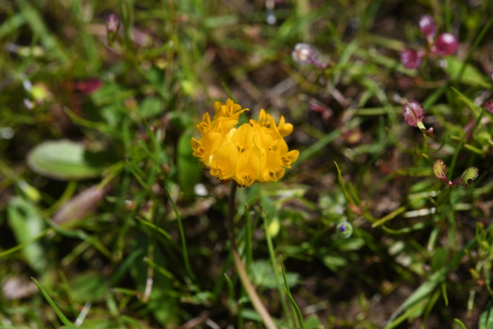 Trifolium jokerstii image
